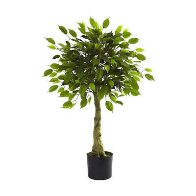 Outdoor Plants