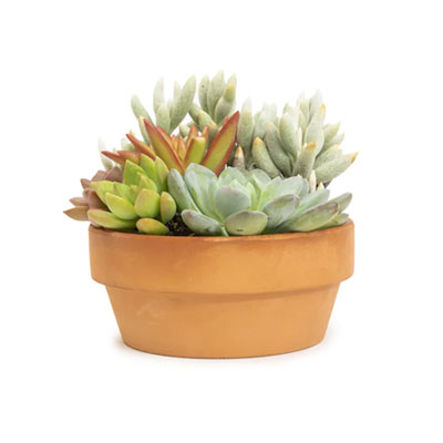 Succulents